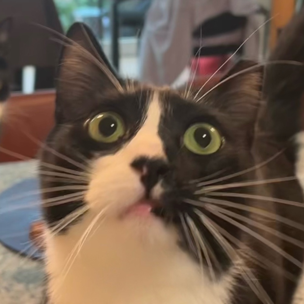 Meet your Posher, Atlas